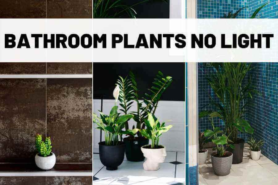 Top 20+ Best bathroom plants no light 3 The Best Bathroom Plants That Dont Need Light And Look Good